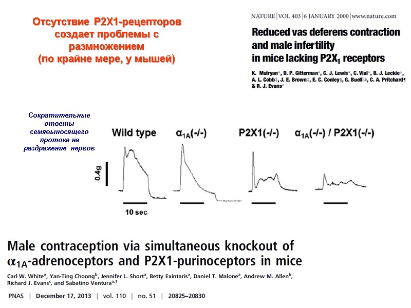 Сократительные ответы семявыносящего протока на раздражение нервов Отсутствие Р2Х1-рецепторов создает проблемы Сократительные ответы семявыносящего протока на раздражение нервов Отсутствие Р2Х1-рецепторов создает проблемы